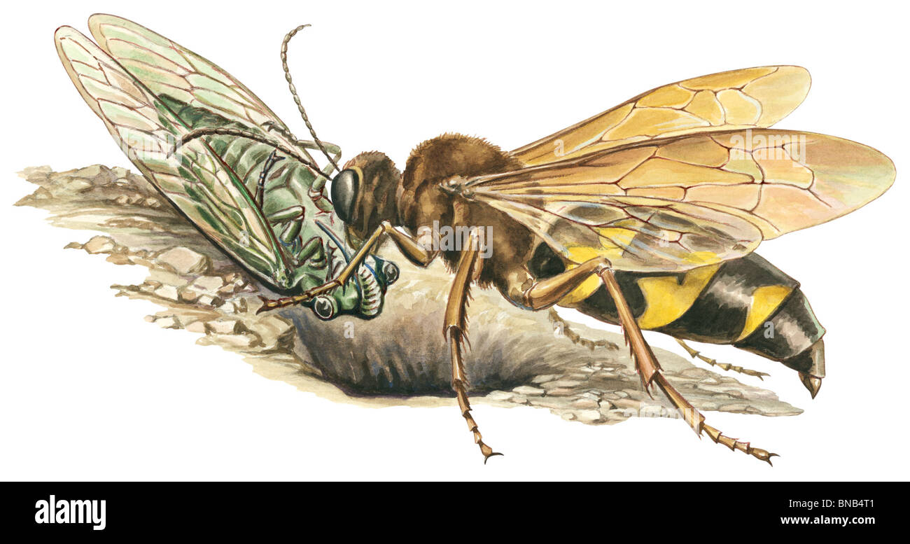 Cicada killer wasp Stock Photo