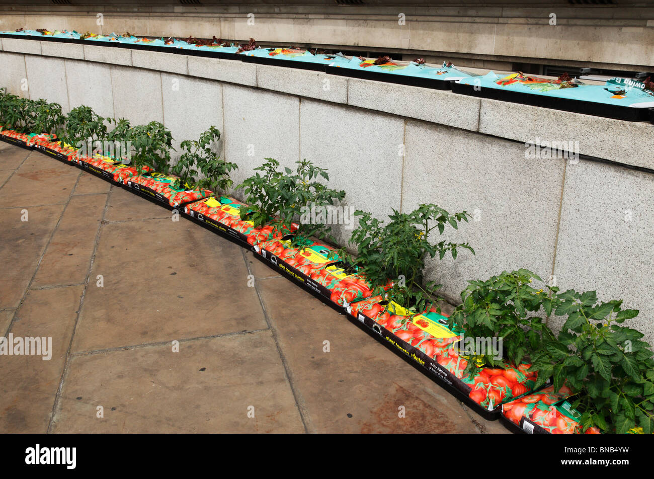 Row of growbags outside County Hall, Southbank, London, England, UK. Stock Photo