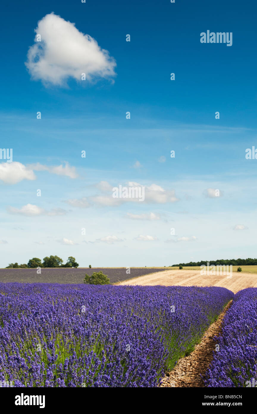 Fields of lavender at Snowshill farm. Snowshill, Cotswolds, Gloucestershire, England Stock Photo