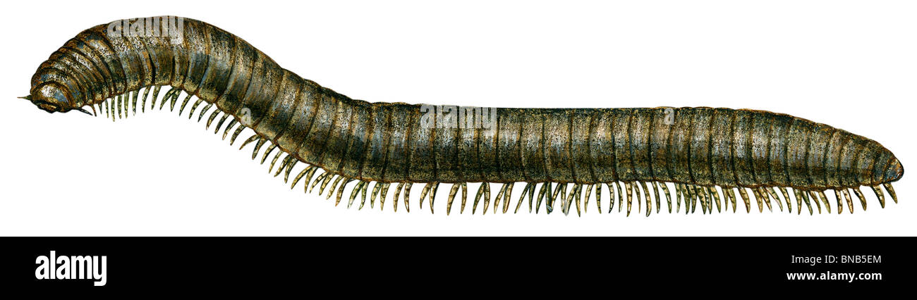Millipede Stock Photo