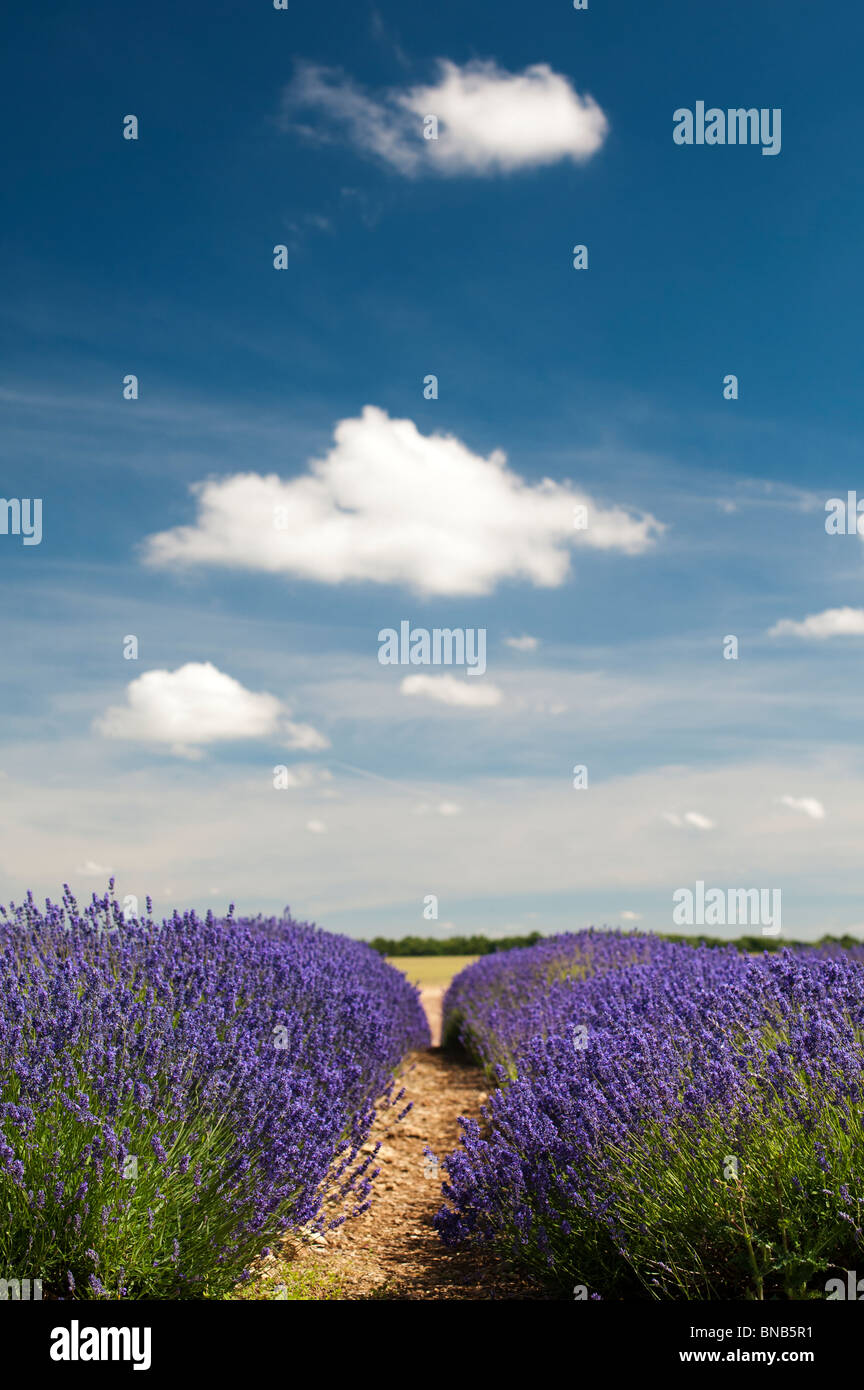 Fields of lavender at Snowshill farm. Snowshill, Cotswolds, Gloucestershire, England Stock Photo