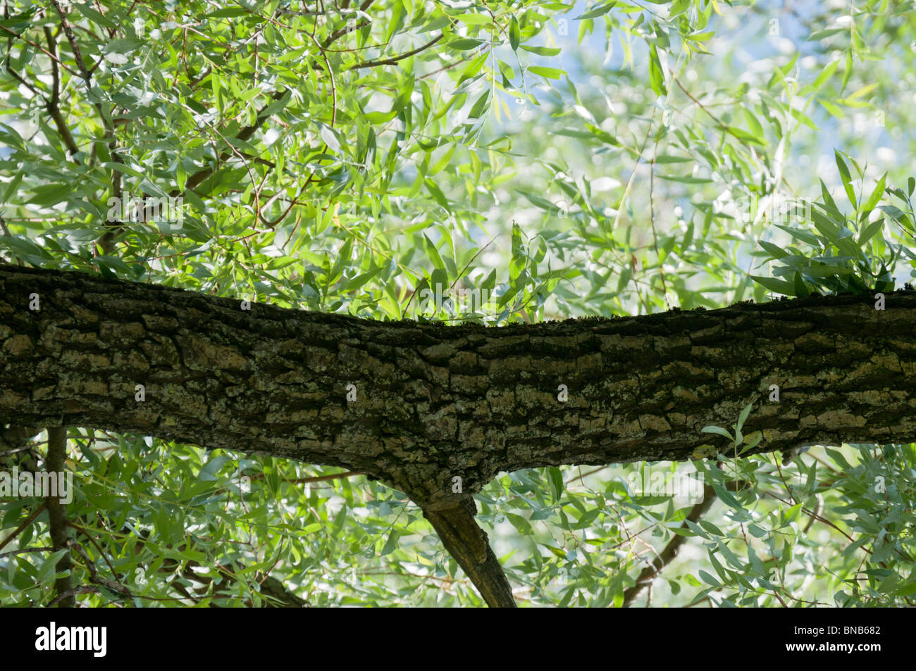 Tree branches air tree hi-res stock photography and images - Alamy