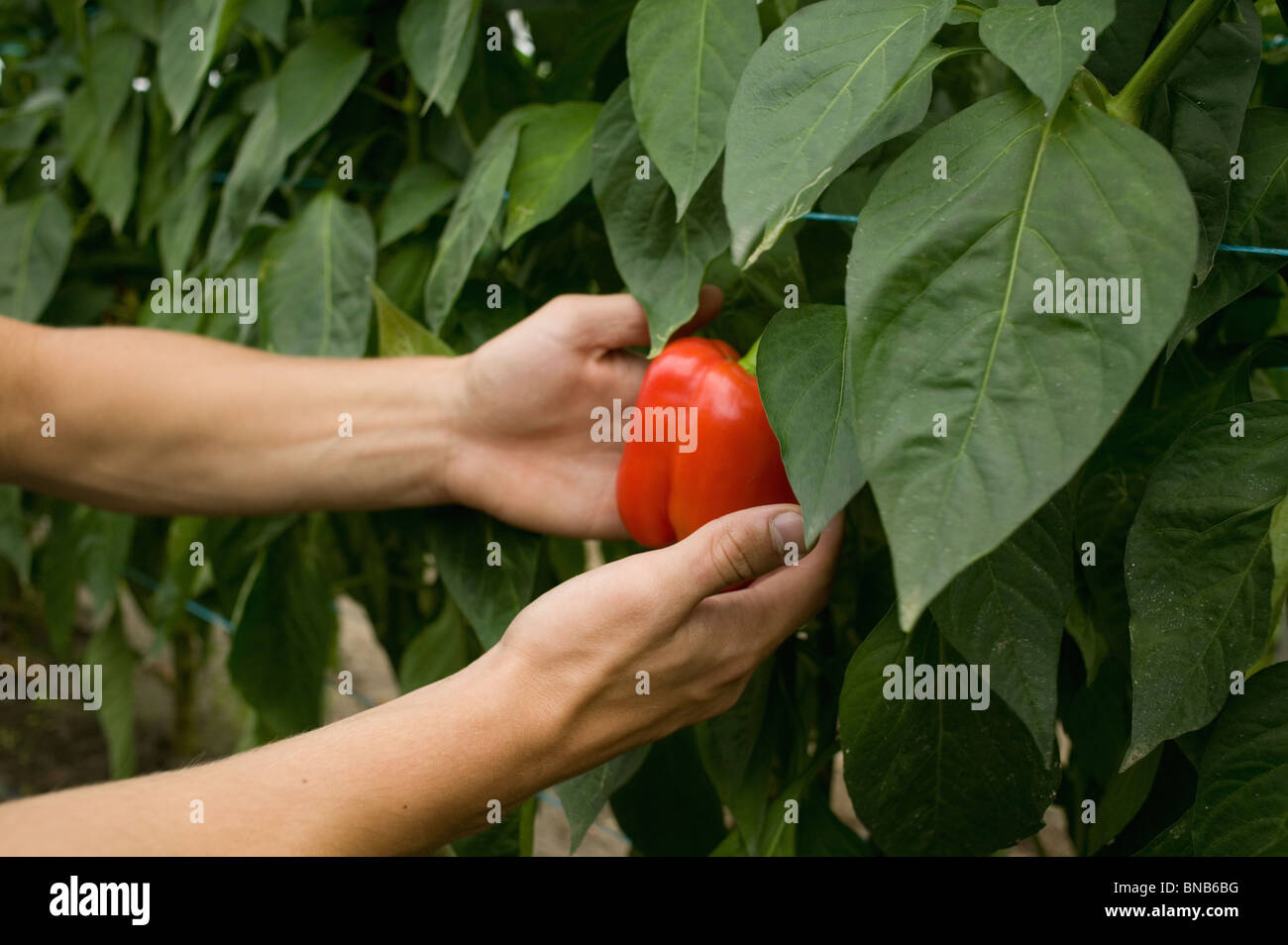 Organic farming hi-res stock photography and images - Alamy