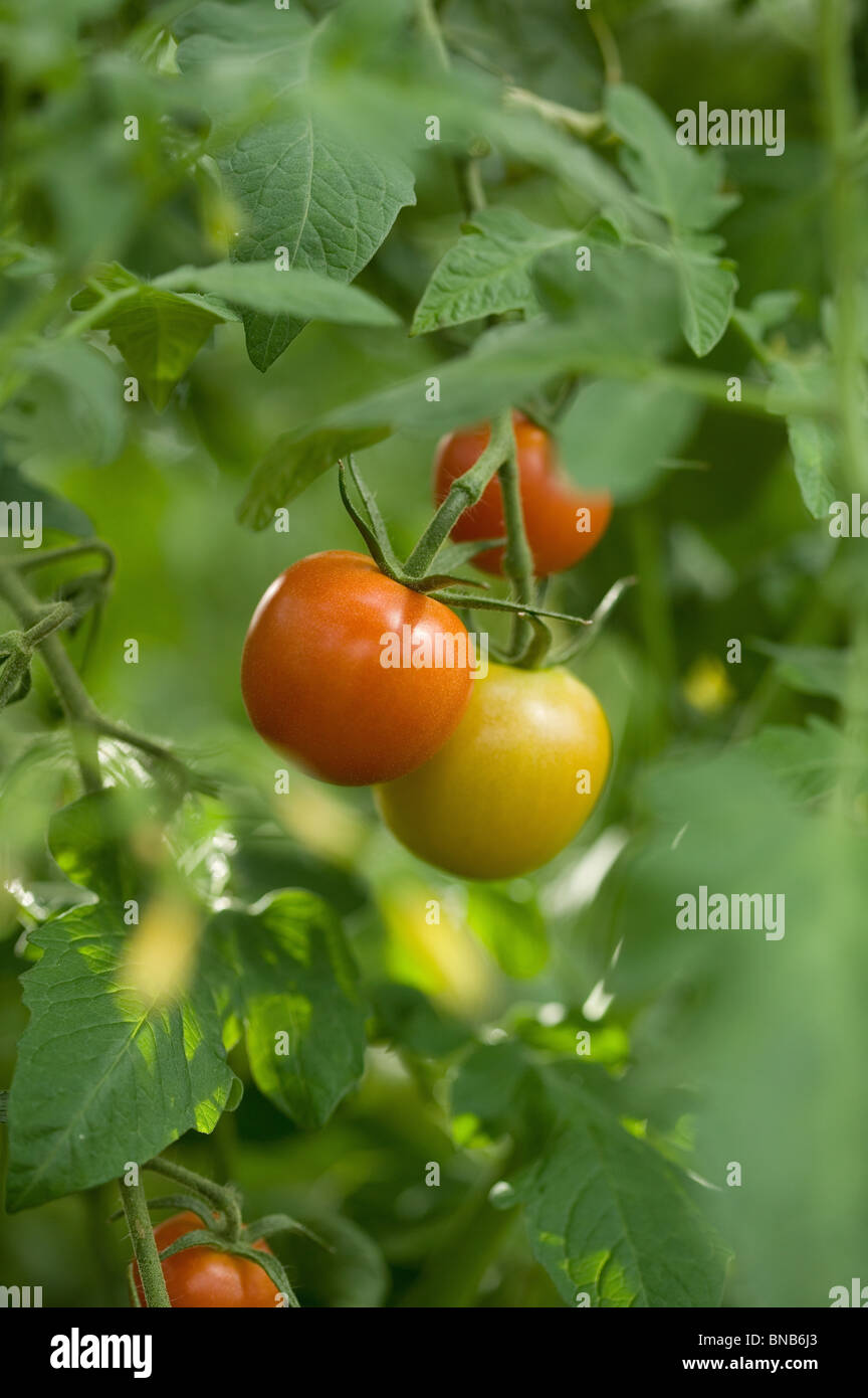 Organic vertical farming hi-res stock photography and images - Alamy