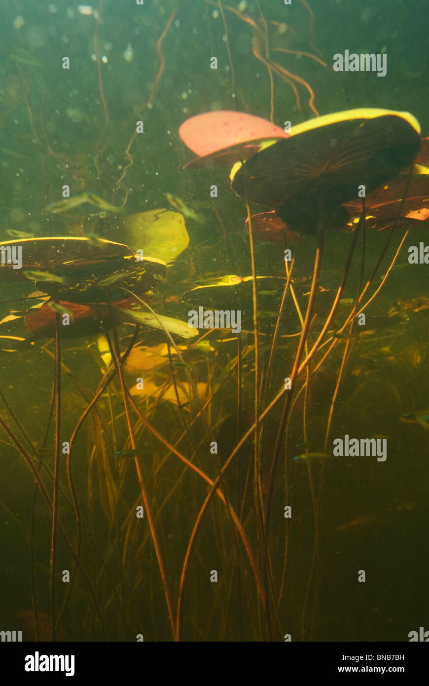 Low angle underwater of lily pads with minnows. Sunlight shining through water and leaves. Kwazulu-Natal, South Africa Stock Photo