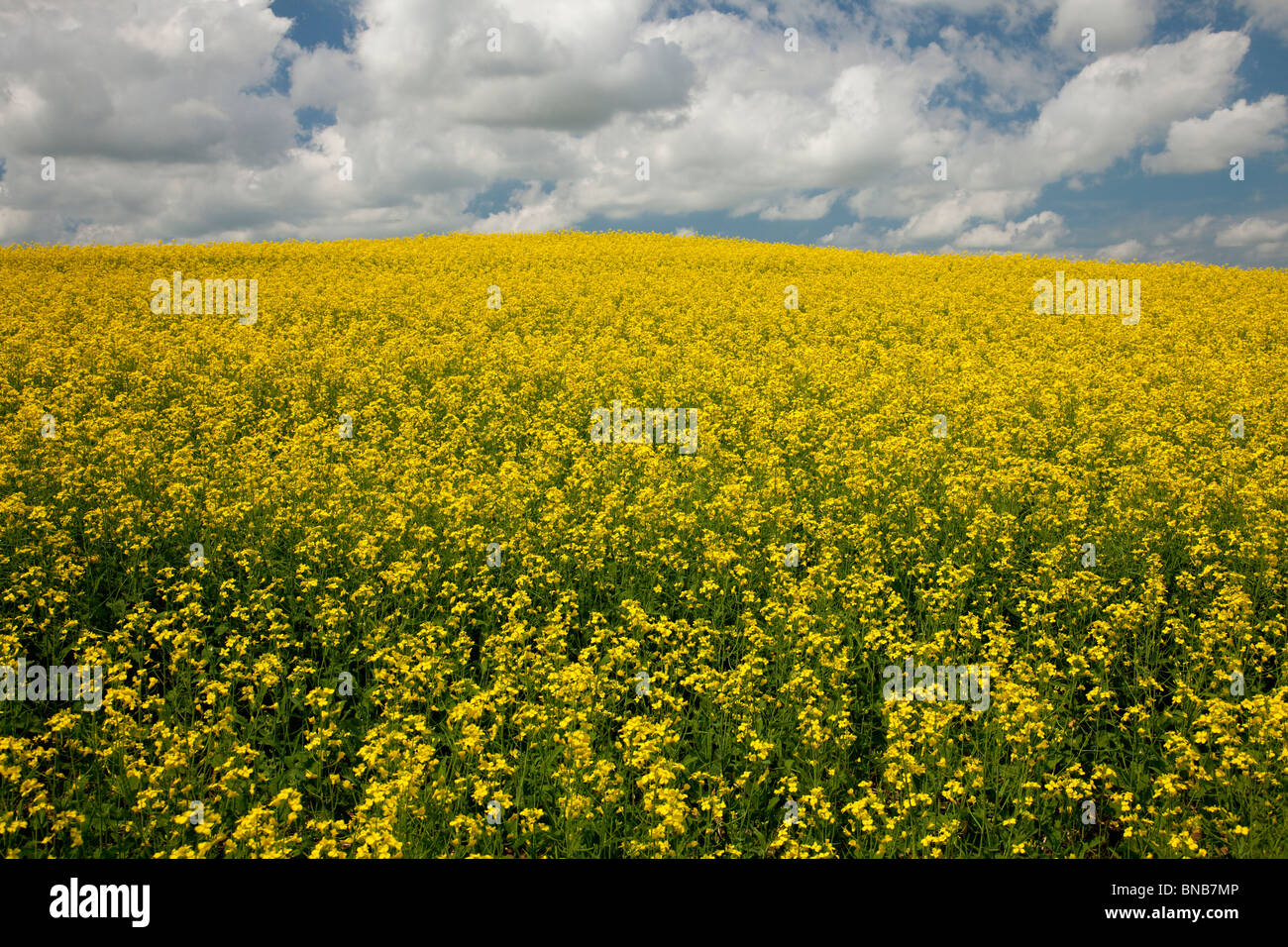 Yellow canola field blooming near Roseisle, Manitoba Canada. Stock Photo