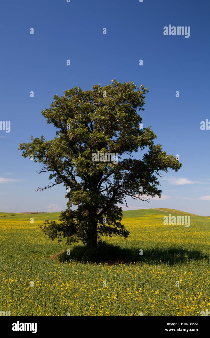 A lone oak tree in a field of canola near Bruxelles, Manitoba, Canada. Stock Photo