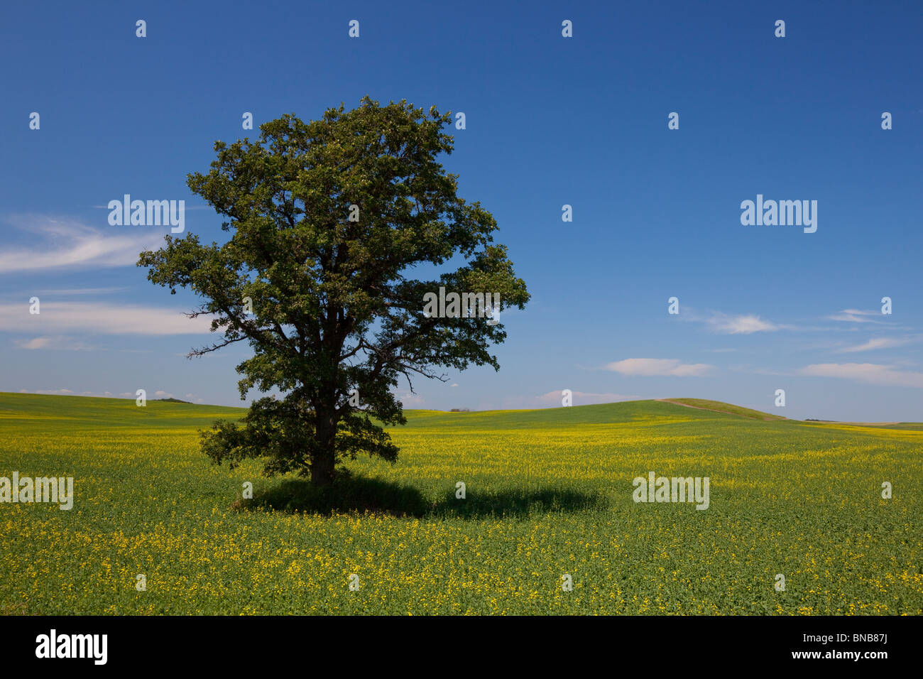 A lone oak tree in a field of canola near Bruxelles, Manitoba, Canada ...
