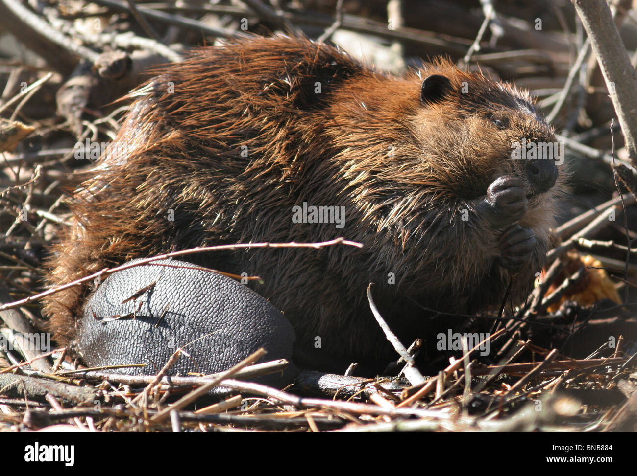 beaver on lodge eating in flooded pond ohio Stock Photo