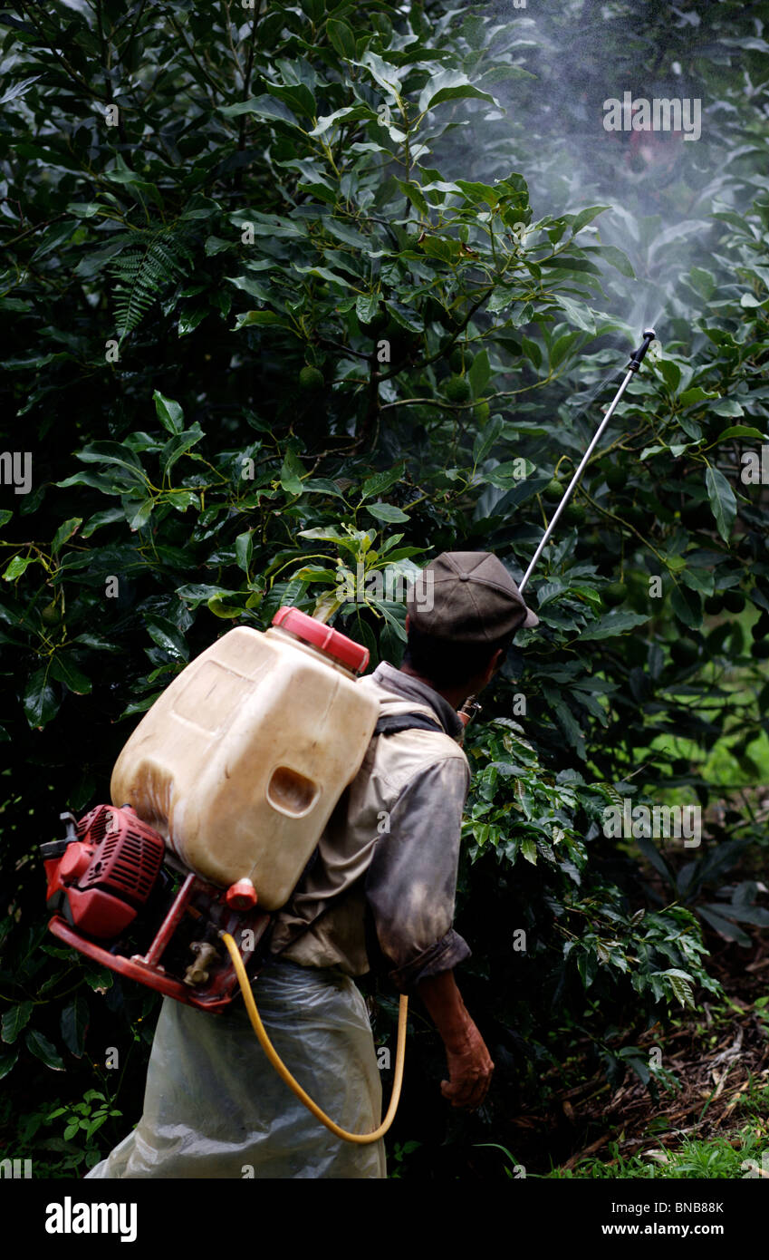 Avocado Tree Injection Avocado trees hi-res stock photography and images - Alamy