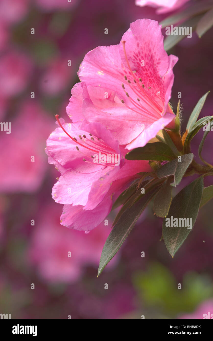 Large and conspicuous flowers hi-res stock photography and images - Alamy
