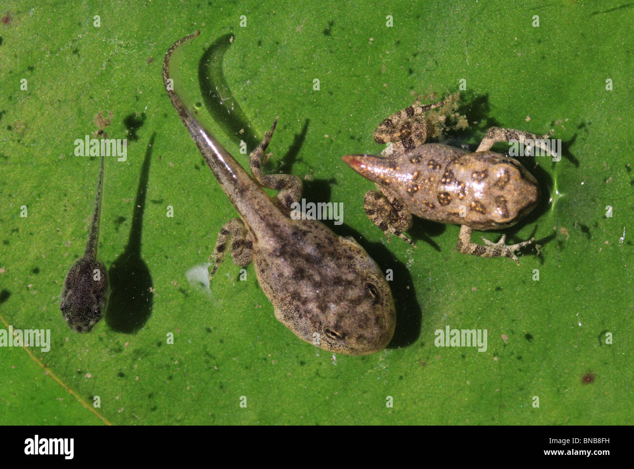 tadpole to frog development different species Stock Photo