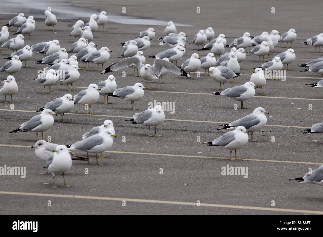 ringed bill gull parking lot ohio pest bird bad Stock Photo