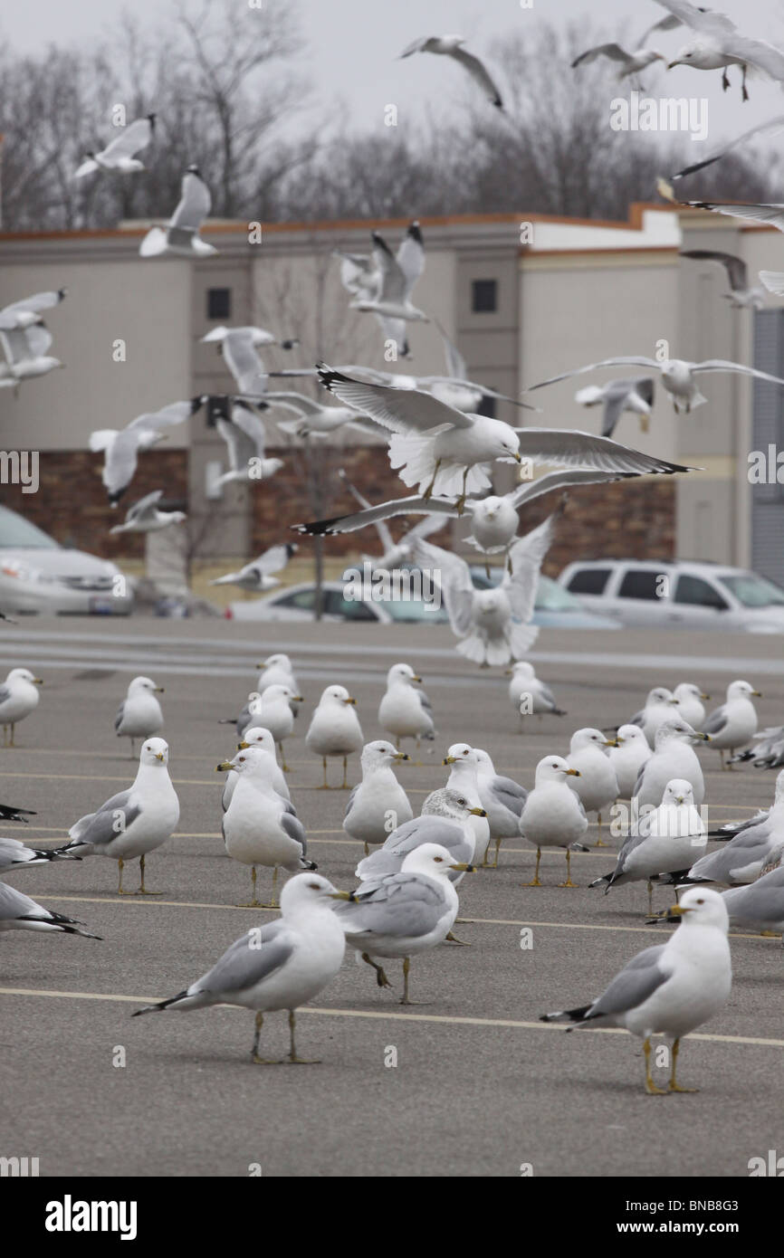 ringed bill gull parking lot ohio pest bird Stock Photo