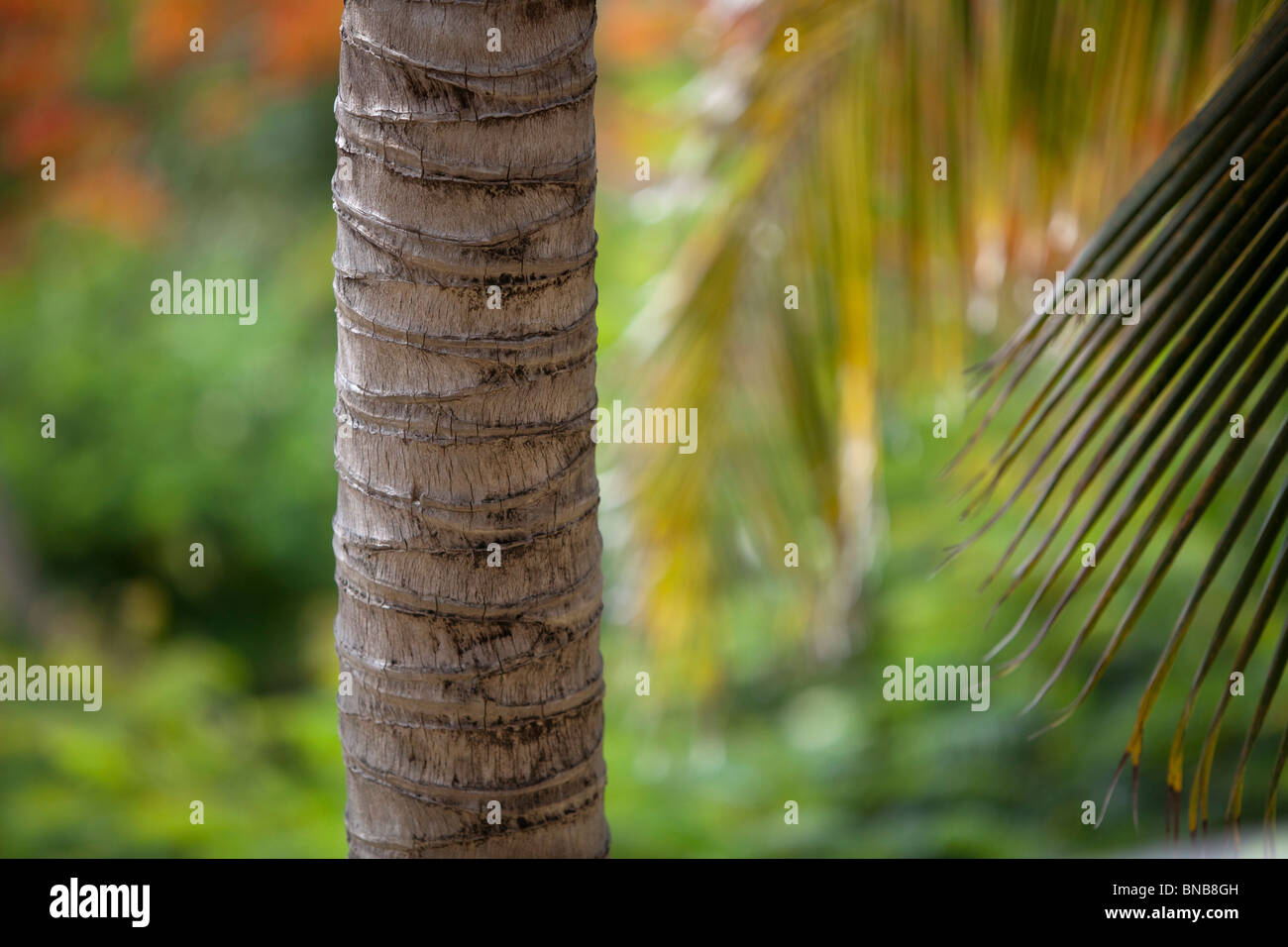 palm tree trunk close up, copy space Stock Photo Alamy