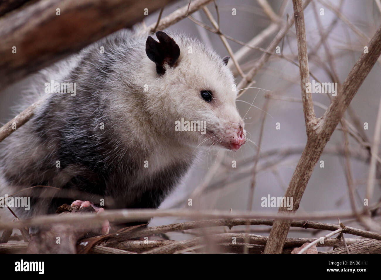 opossum marsupial possum possums mammal ohio Stock Photo