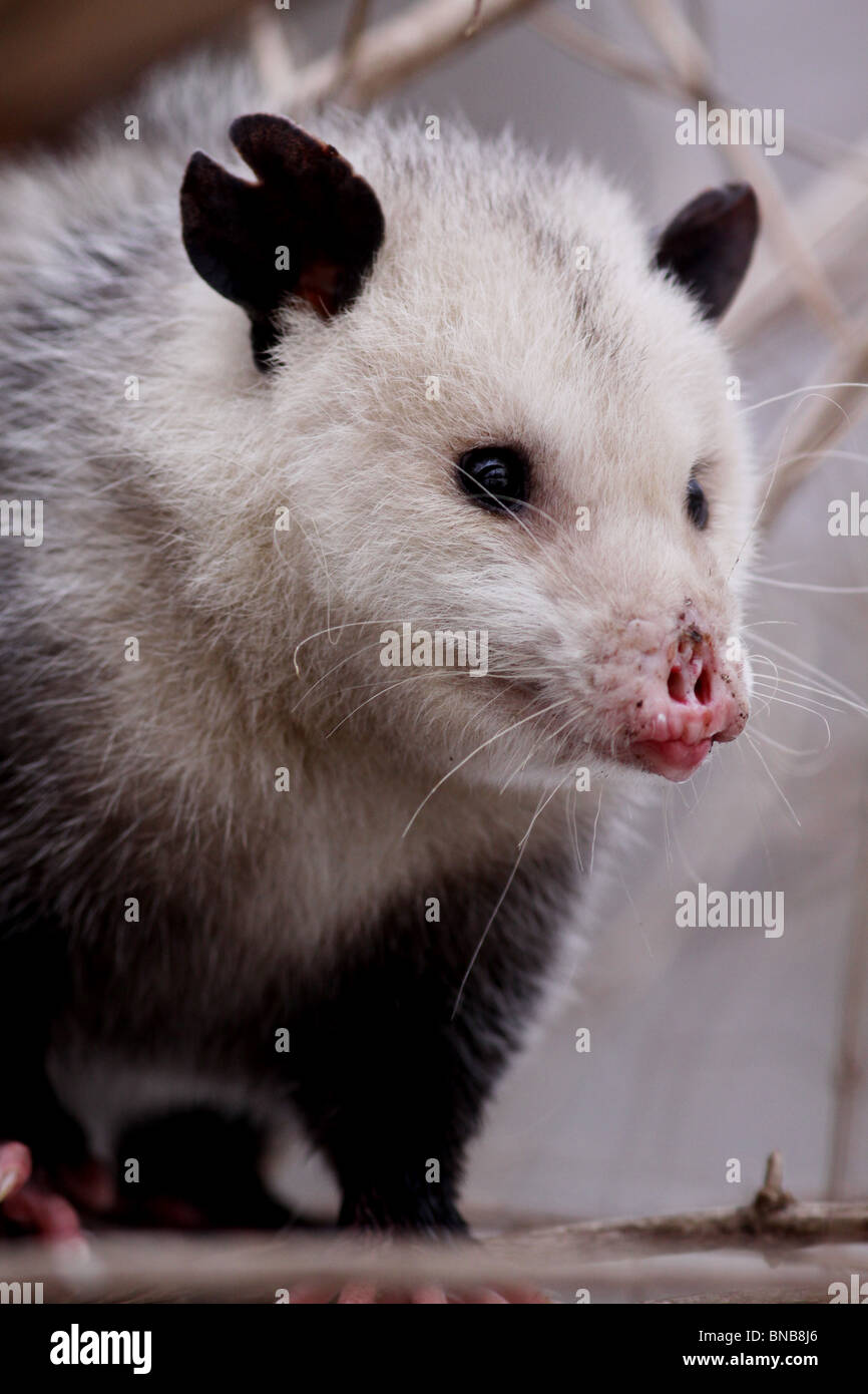 opossum marsupial possum possums mammal ohio Stock Photo Alamy