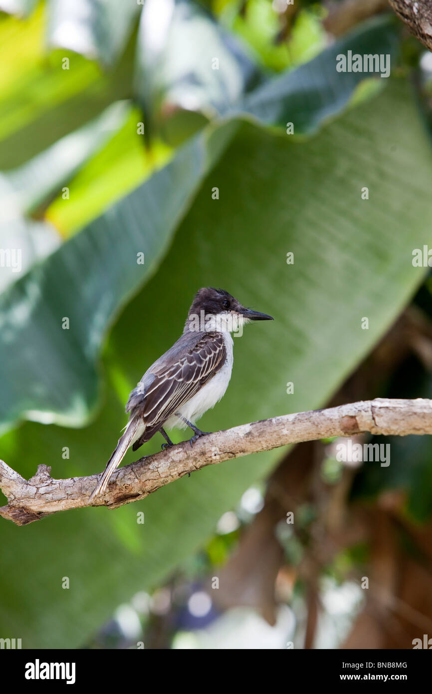 cuban pewee sitting on branch. Stock Photo
