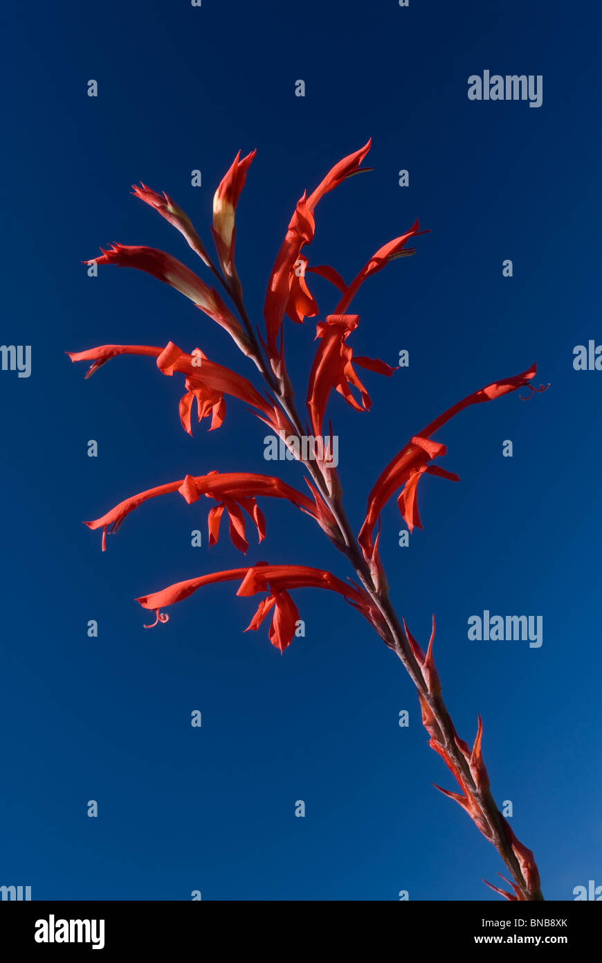Low angle of a red Watsonia plant with shadows and sunlight against blue sky. Stock Photo