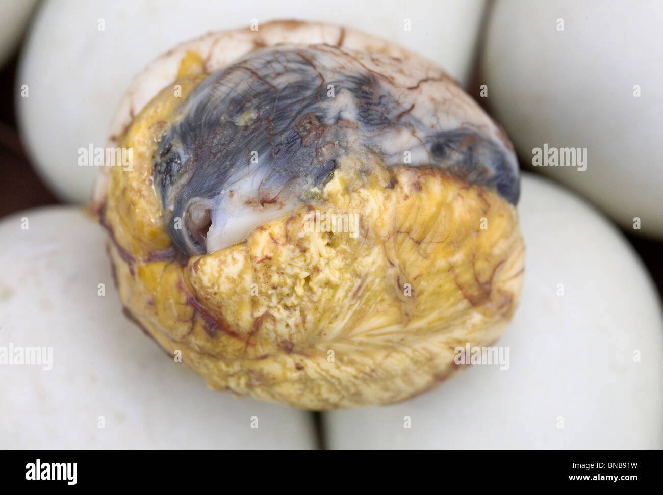 A balut, or cooked fertilized duck egg, removed from its shell is pictured among other whole balut eggs in the Philippines. Stock Photo
