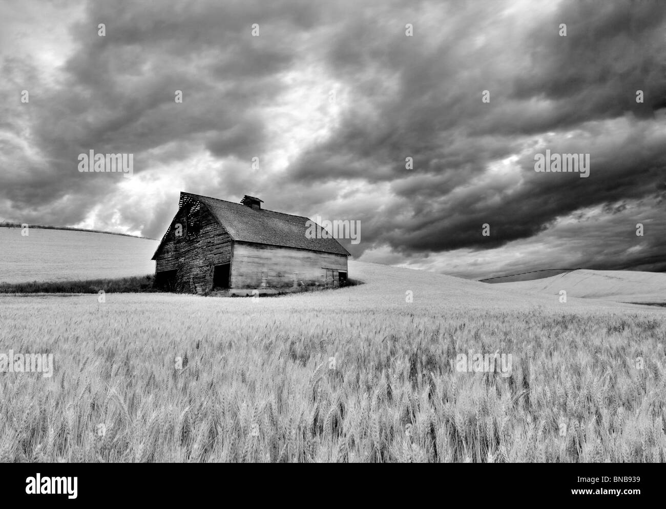 Barn in wheat field with approaching storm clouds. The Palouse, Washington Stock Photo