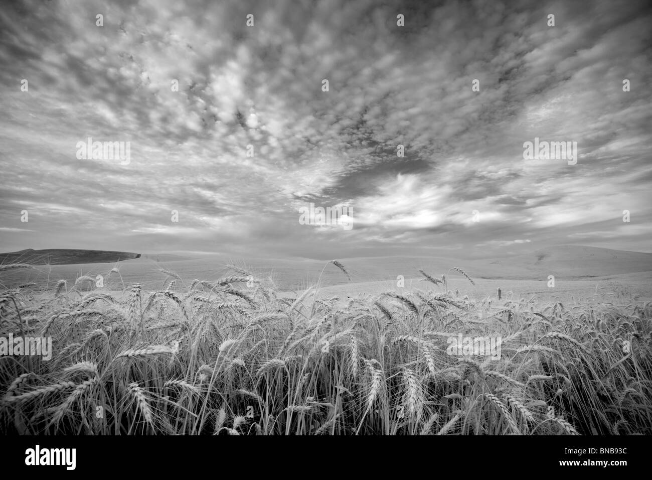 Wheat field and clouds. The Palouse, Washington Stock Photo