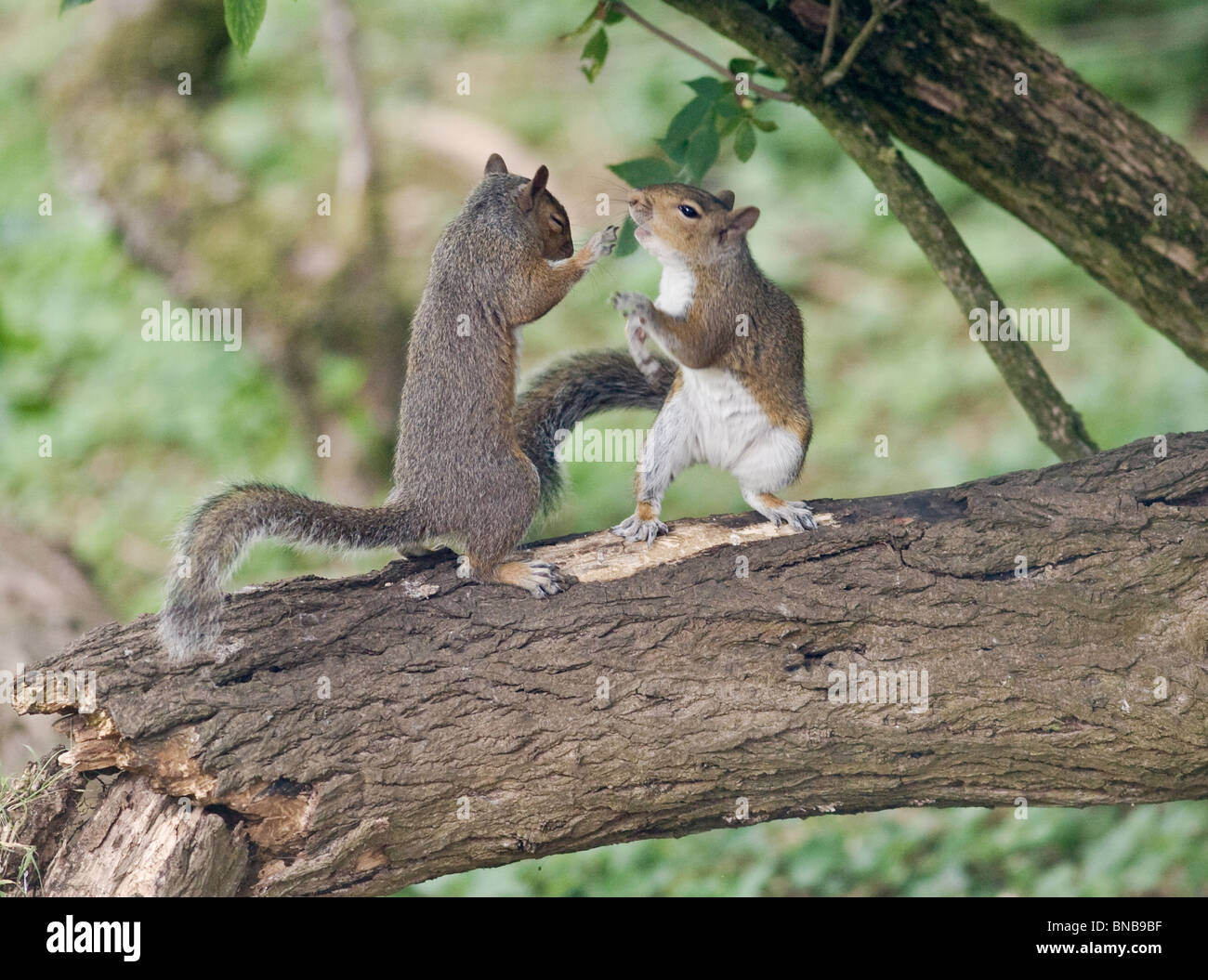 2 Grey Squirrels fighting on branch over food Oxon UK Stock Photo Alamy