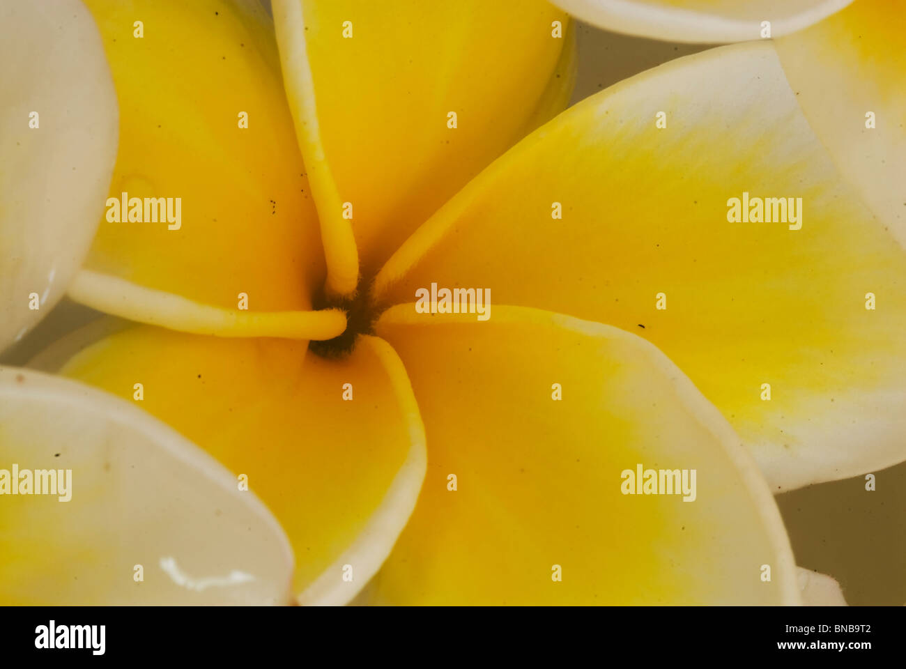Close up petals of Plumeria (Frangipani) flower floating in water