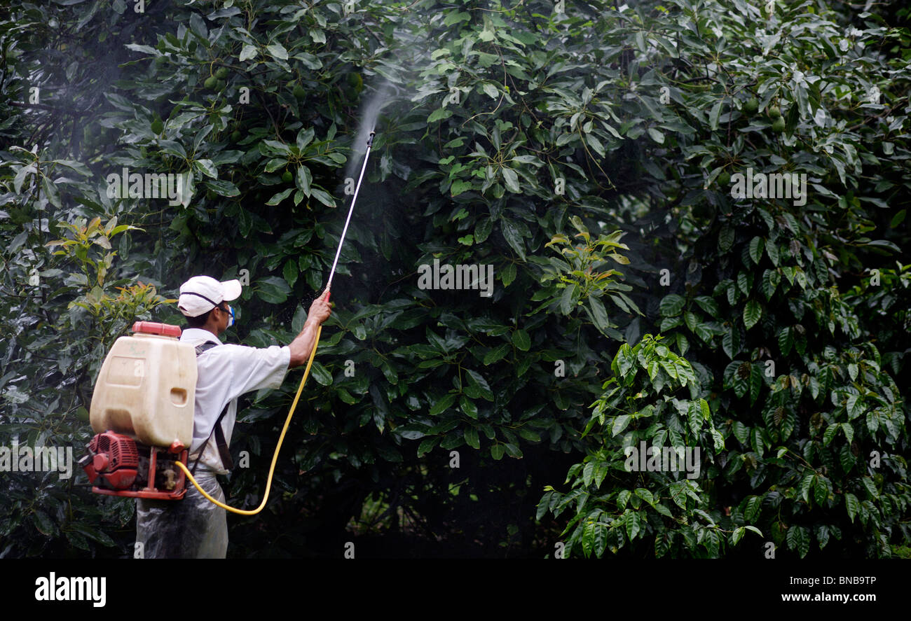 Avocado Tree Injection Avocado trees hi-res stock photography and images - Alamy