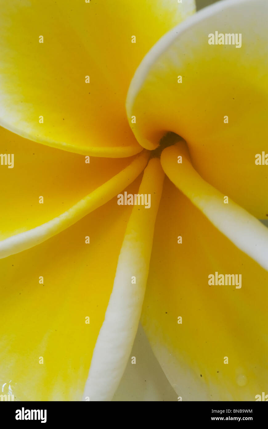 Close up petals and center of Plumeria (Frangipani) flower. Kwazulu