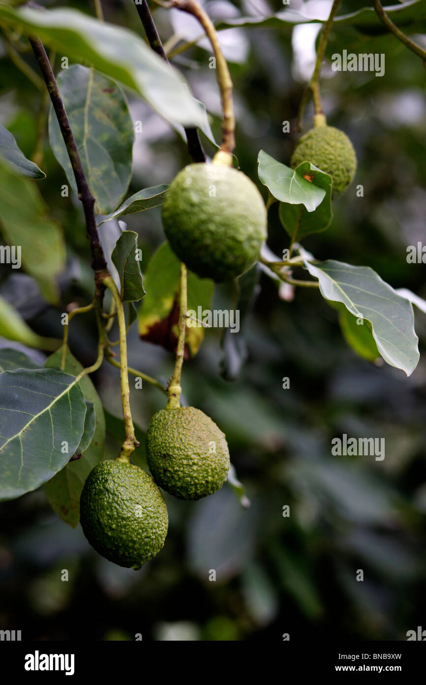 Native avocado hires stock photography and images Alamy
