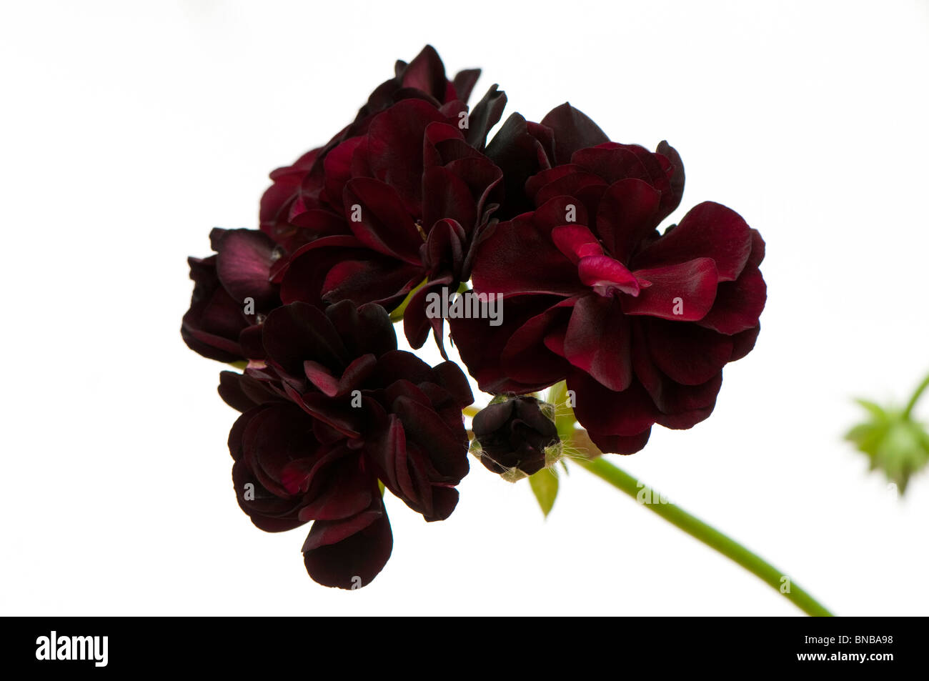 Geranium 'Ivy Tomke' in flower Stock Photo