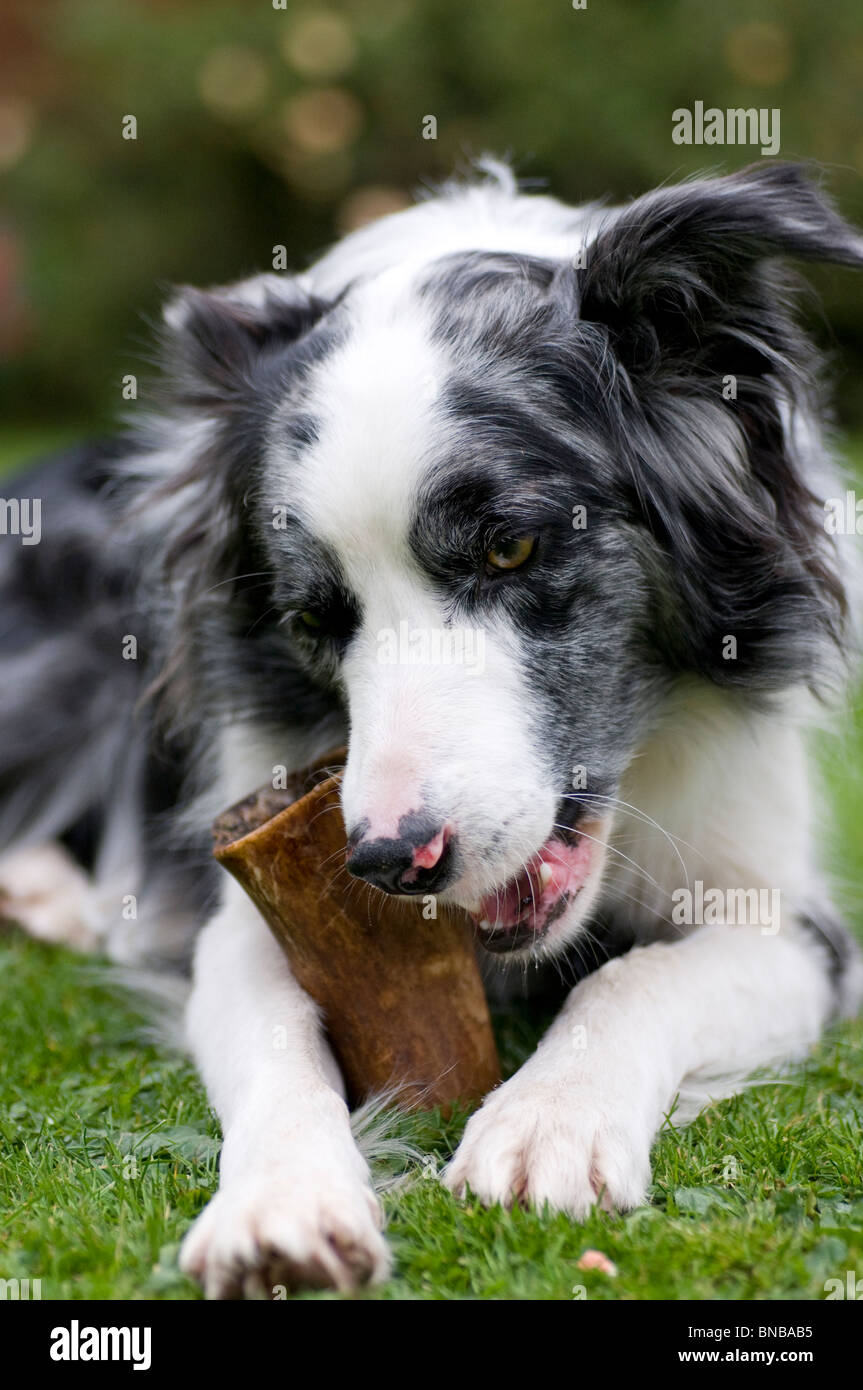 Blue Merle border collie relaxing with bone in the garden Stock Photo