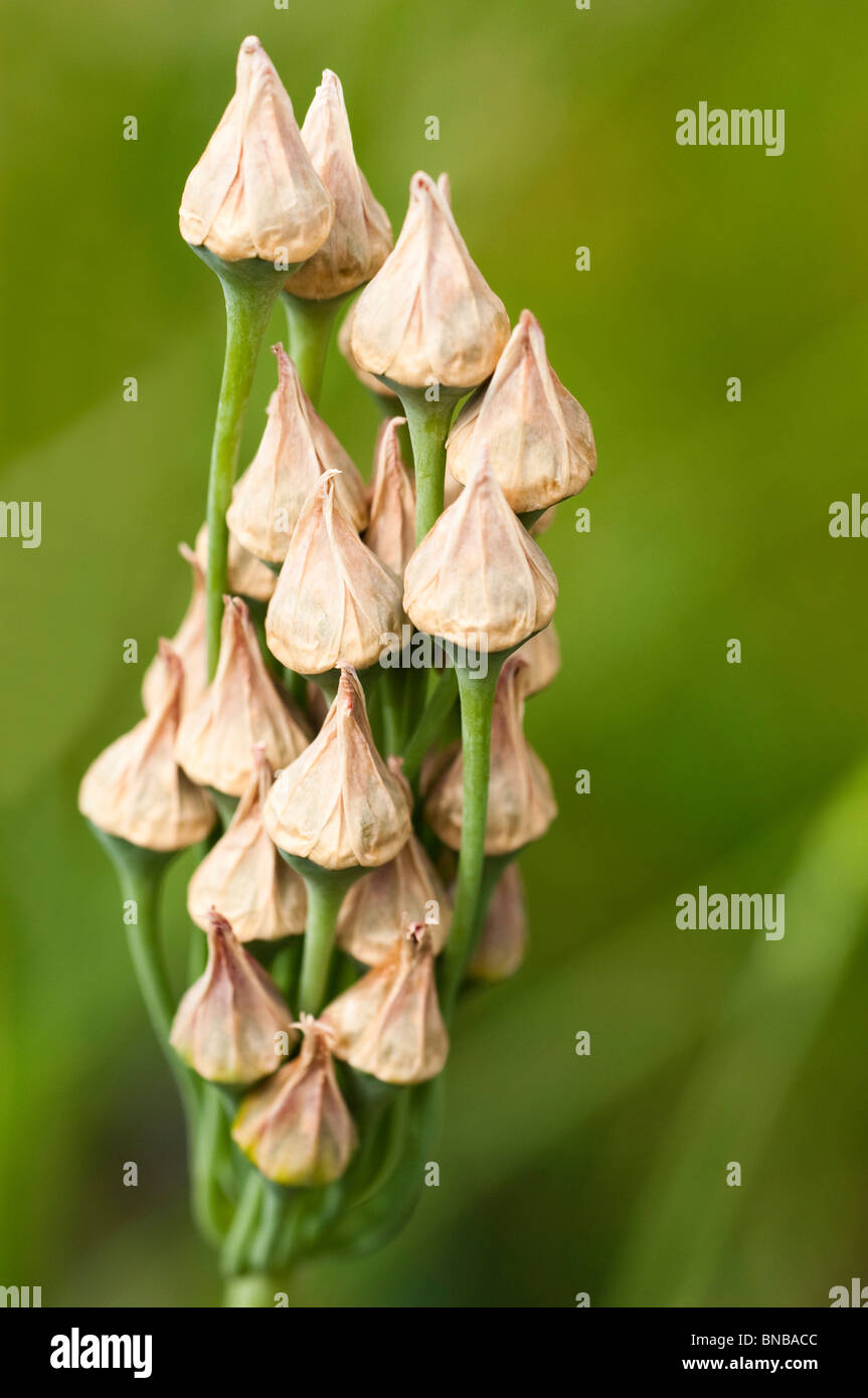 Close up of Allium bulgaricum subsp. Nectaroscordum siculum seed pods Stock Photo