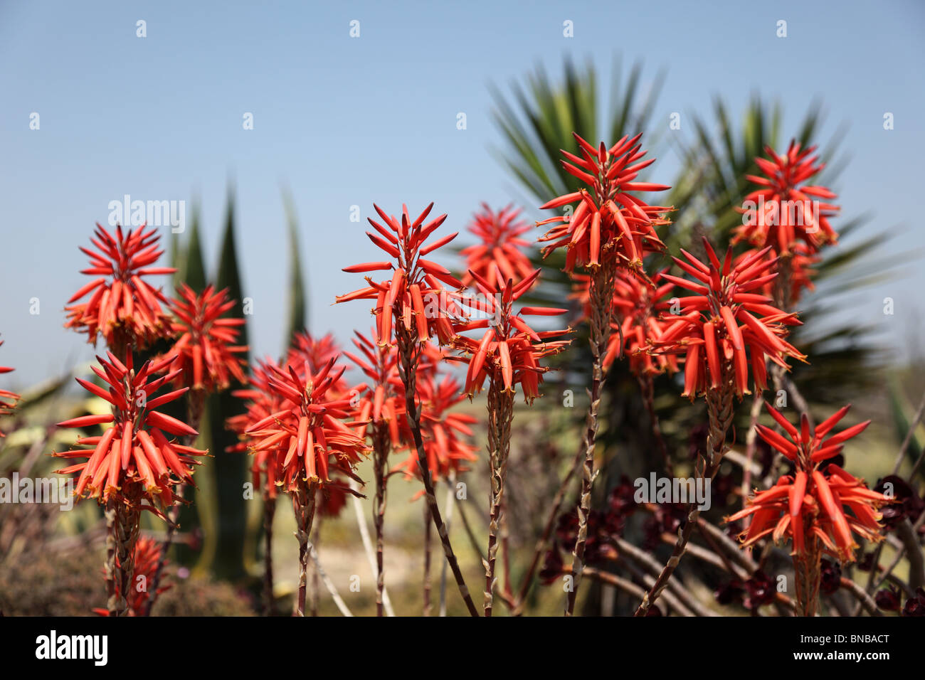 Aloe Vera Flowers in Algarve, Portugal Stock Photo - Alamy