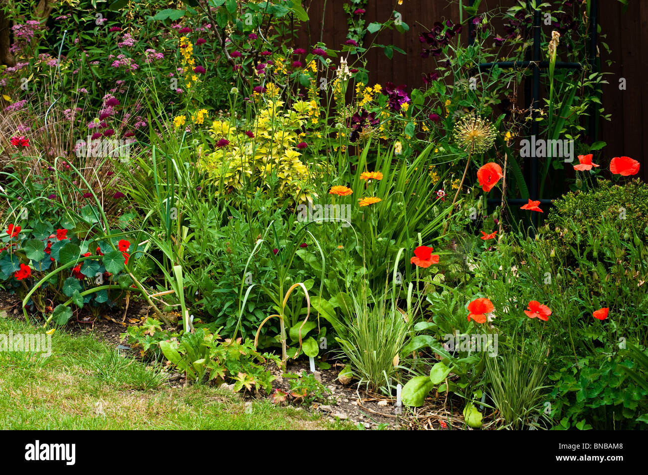 Mixed flower border in early summer in an English garden Stock Photo