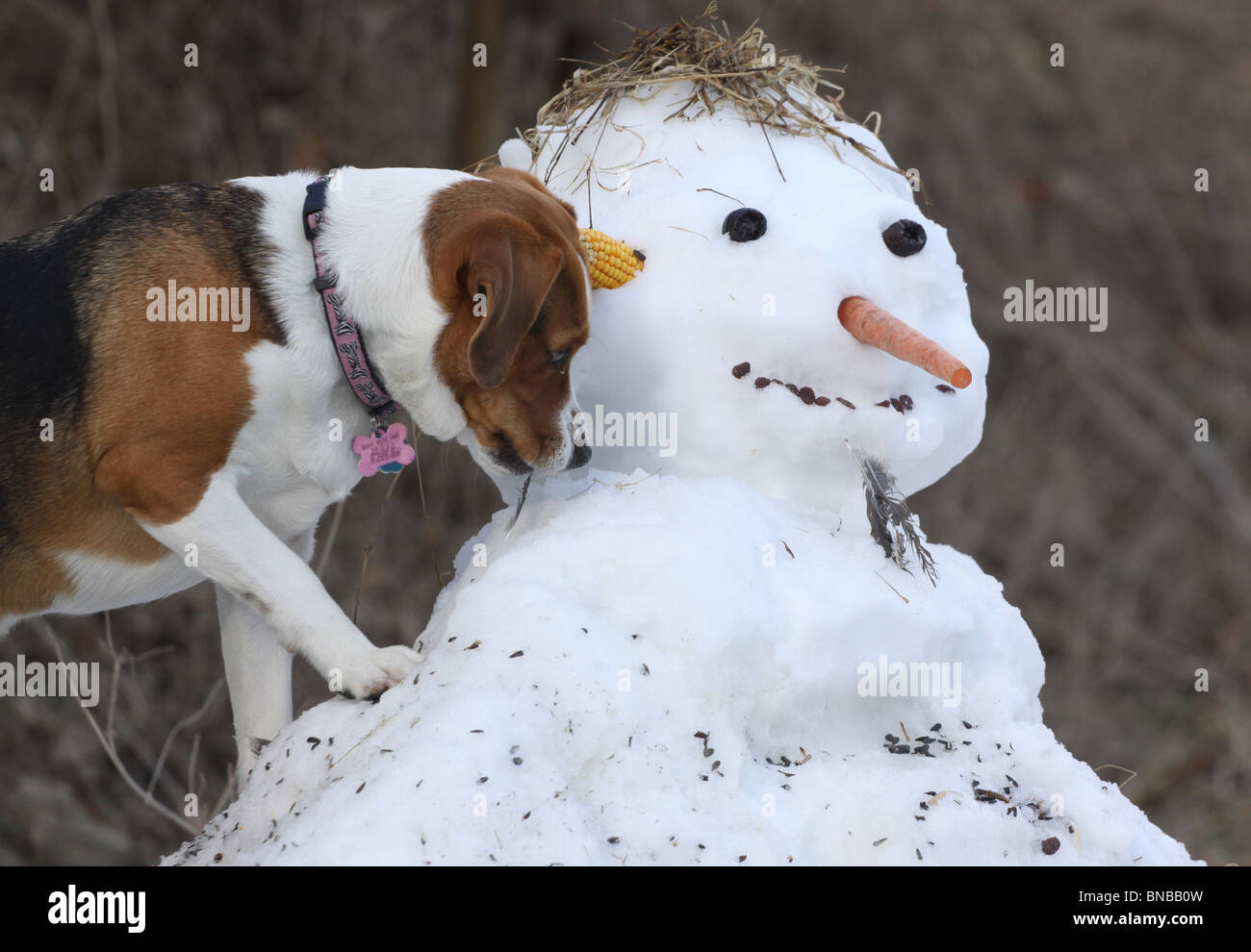 dog beagle on snow man snowman pet winter play Stock Photo