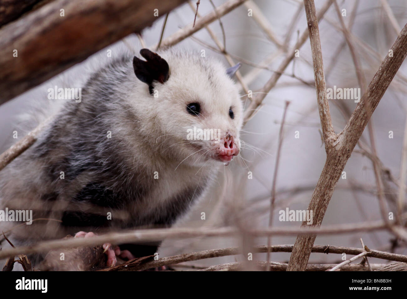 opossum marsupial possum possums mammal ohio Stock Photo Alamy