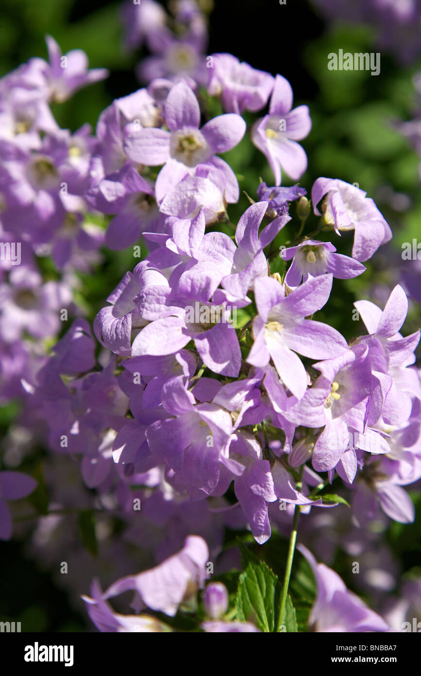 Mauve Phlox Maculata flowers in a sunny border in July Stock Photo