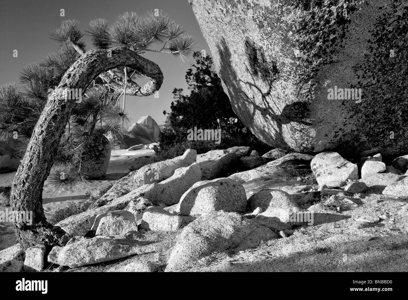 Half Dome seen through twisted tree. Yosemite National Park, California Stock Photo