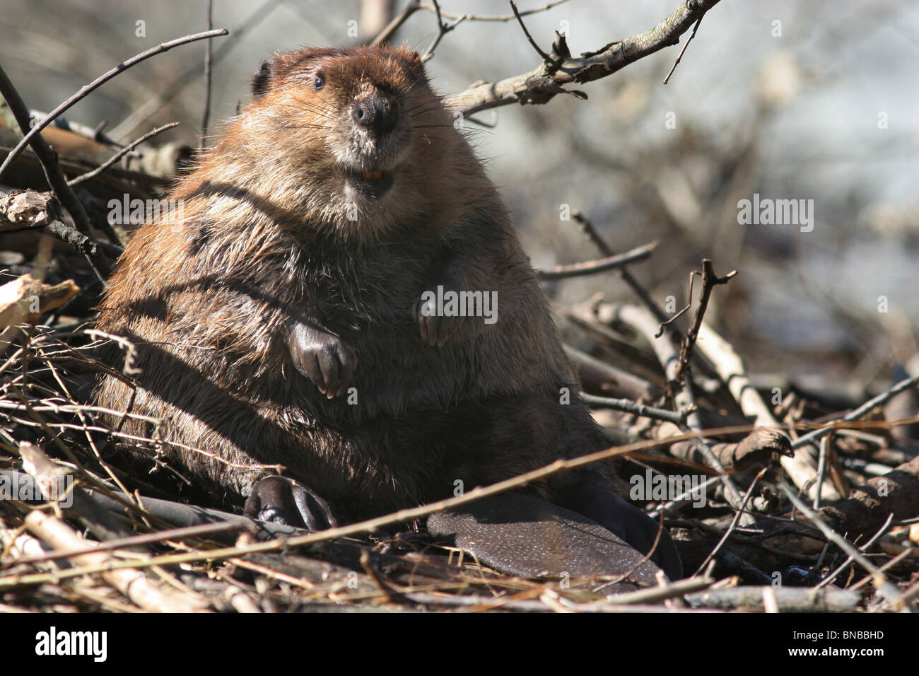 beaver on lodge in flooded pond ohio Stock Photo
