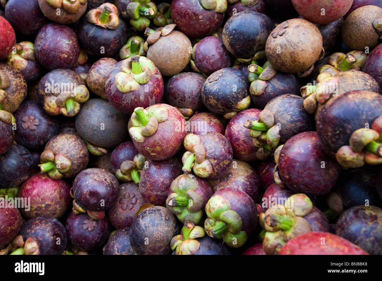 Purple Mangosteen fruit (Garcinia mangostana) Stock Photo