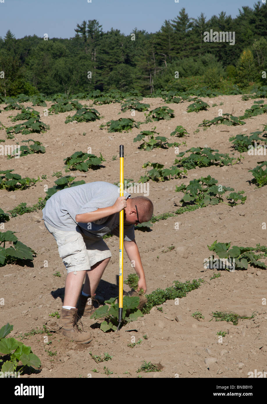 Groton, Massachusetts - A farmer uses a hoe to weed a pumpkin field. Stock Photo