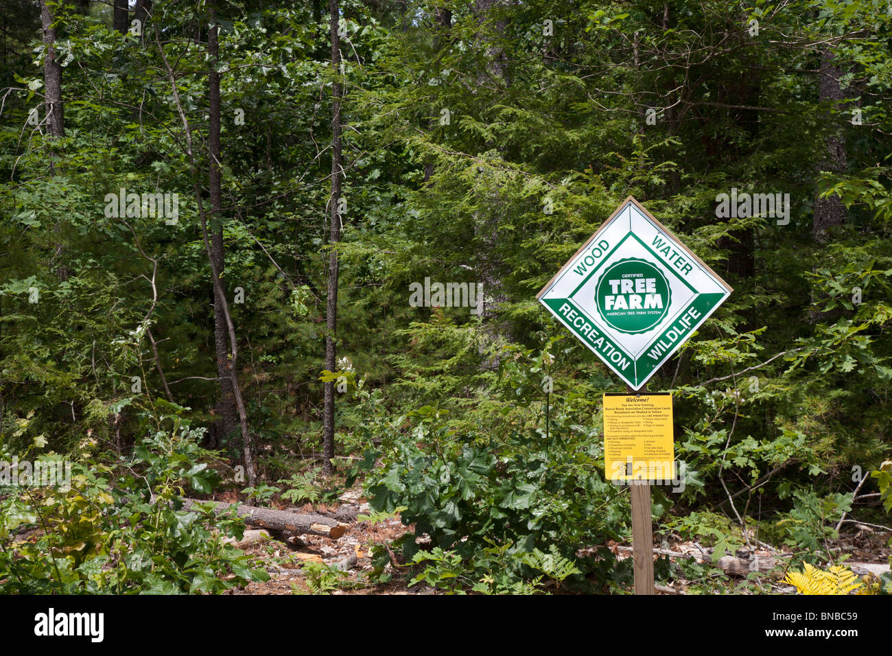 Hollis, New Hampshire A tree farm open to recreational use Stock
