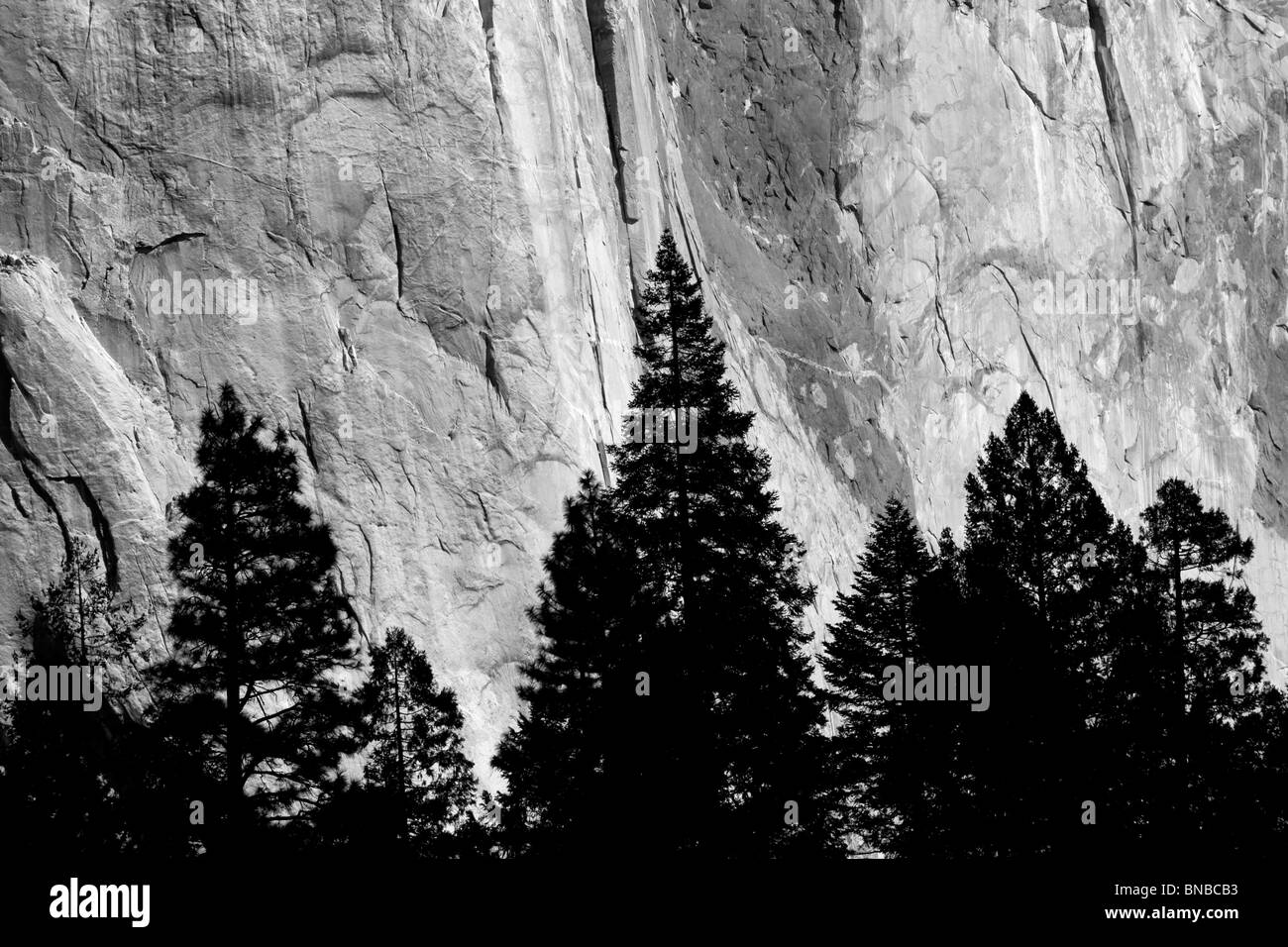 El Capitan with silhouetted trees. Yosemite National Park, California Stock Photo