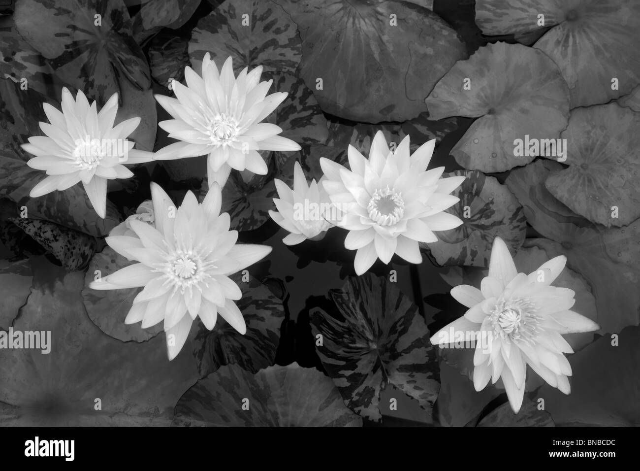 White tropical water lilies. Hughes Water Gardens, Oregon Stock Photo Alamy