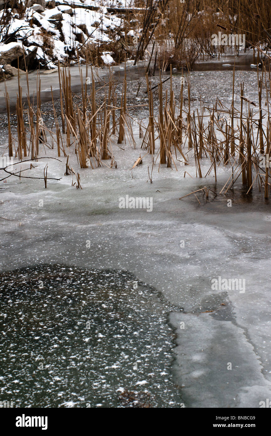 A small frozen swampland area in Lafayette, Indiana Stock Photo