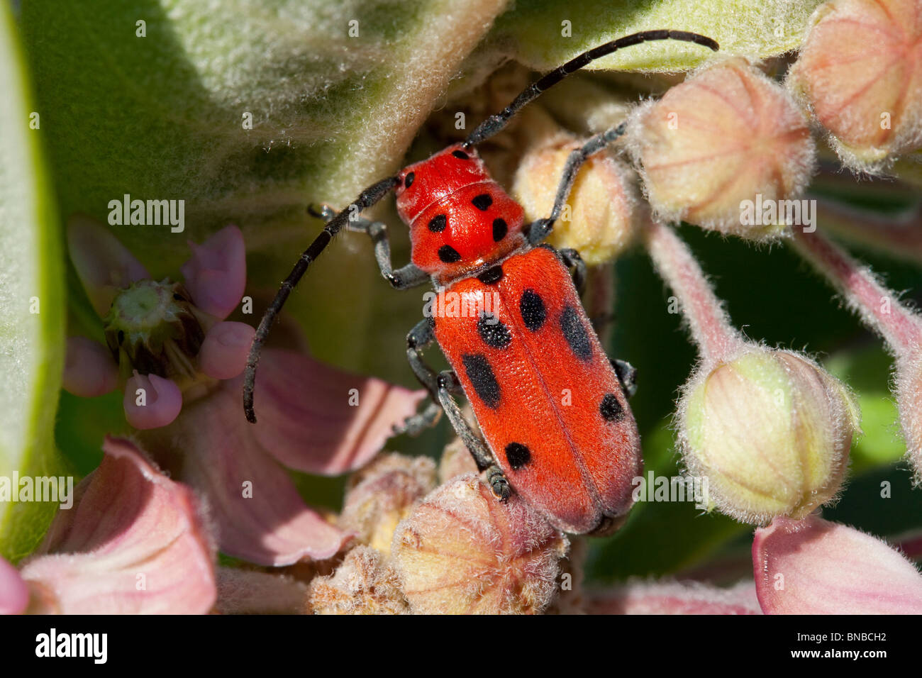 Red Milkweed Beetle Tetraopes tetrophthalmus on Common Milkweed flowers Asclepias syriaca Eastern United States Stock Photo