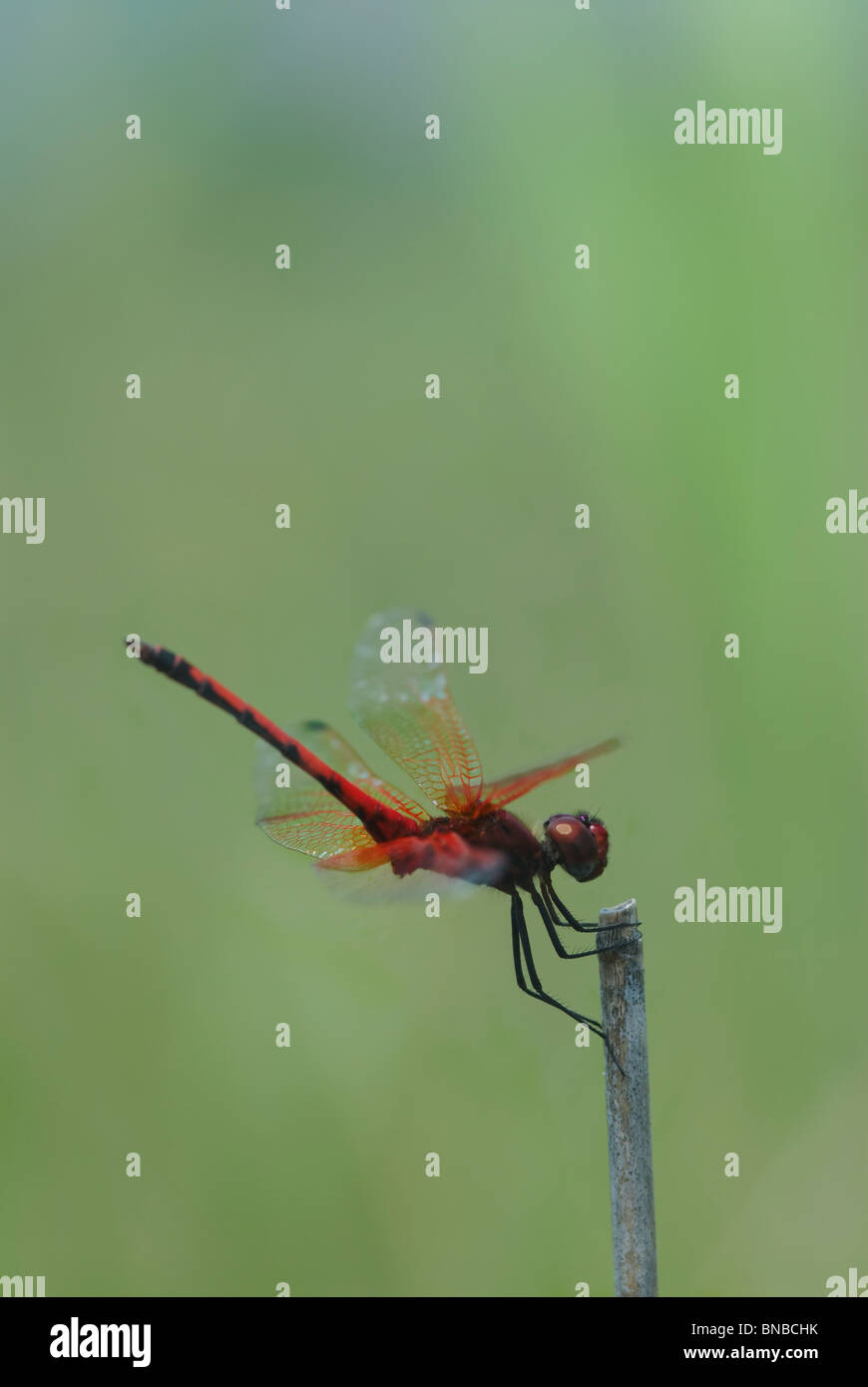 Close-up Violet Dropwing (Trithemis annulata) on stem. Stock Photo