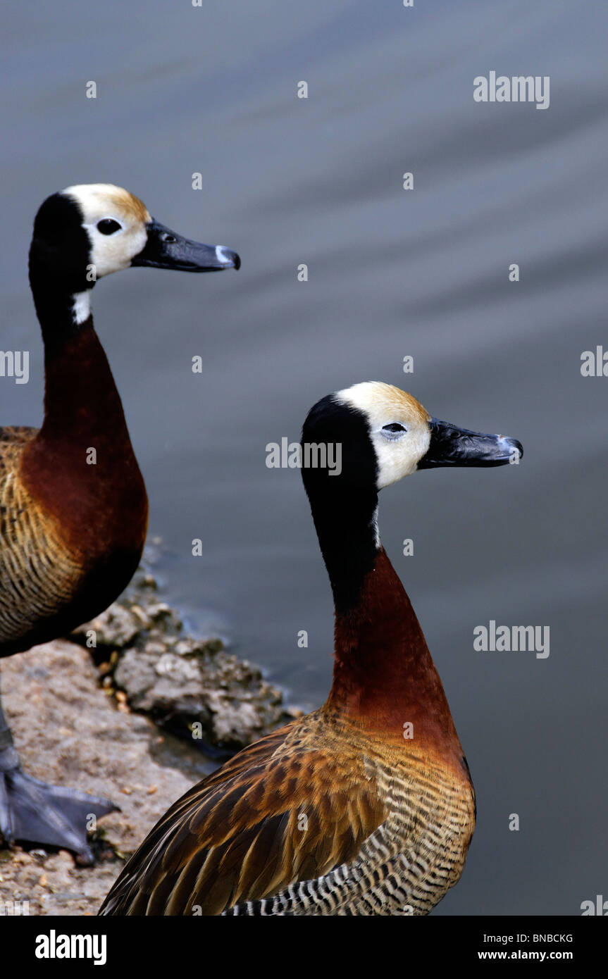 A pair of Whistling white faced Ducks Stock Photo